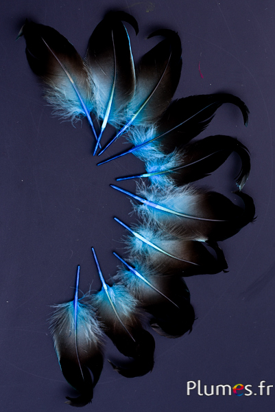 Canard boucles - 6-9 cm - turquoise